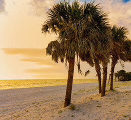 Palm Trees on White Sand at Wiggins Pass Beach, Delnor-Wiggins Pass State Park, Naples, Florida, USA