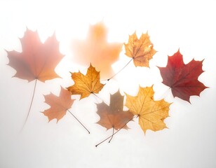 Obraz premium Assortment of vibrant maple leaves against a soft, white background