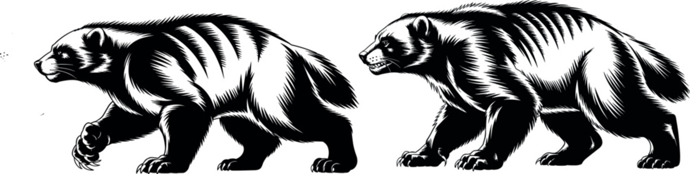 Wolverine Vector Engraving. Wild Animal, Ferocious Mascot, and Aggressive Wildlife Illustration
