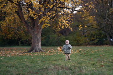 A Young Child Walking Through a Lush Green Field in Autumn, Collecting Colorful Fallen Leaves Beneath a Majestic Tree with Vibrant Golden Foliage