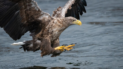 White Tailed Eagle