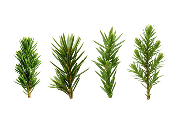 green pine isolated on white background