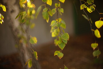 autumn leaves on the birch tree