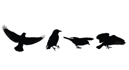 Four black bird silhouettes isolated on white background, wildlife scene