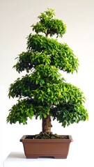 A small, potted tree with bright green foliage, in a rectangular pot