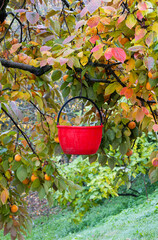 A red plastic bucket hangs from a tree branch surrounded by colorful leaves ready for the manual fruit harvest season.