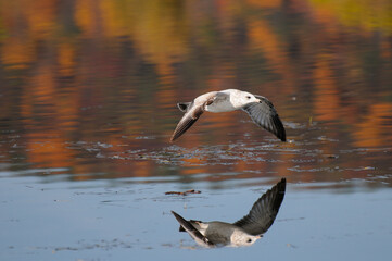 Ring-Billed Gull flying low over a pond with bird reflection and fall colors reflected in the water