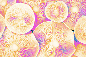 Seamless pastel mushroom pattern with soft pink, cream, and lavender tones. Detailed gills and organic texture, bright artistic background ideal for design and print projects