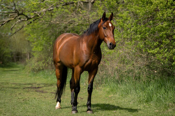A Portrait Photograph of a Bay Horse Standing in a Sunny Green Meadow with Trees in the Background