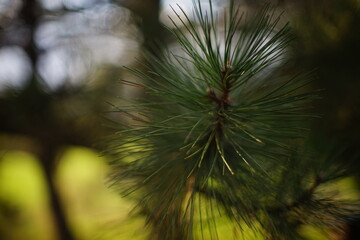 green pine needles on a branch
