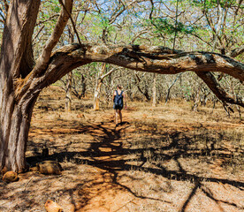 Female Hiker Walking Through a Kiawe Forest to  Dixie Maru Beach, Molokai, Hawaii, USA