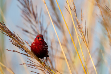 Red Avadavat Bird on Tall Grass Searching for Food