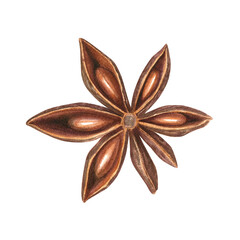 Aromatic single dried star anise watercolor illustration on isolated background. Top view. Badian pod baking Asian seasoning for cooking winter recipes, menu, spice stores, Christmas drinks.