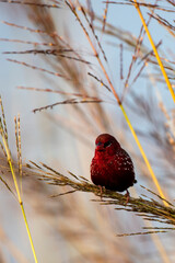 Red Avadavat Bird on Tall Grass Searching for Food