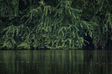 forest or garden with water ripple in nature, wallpaper, template for presentation