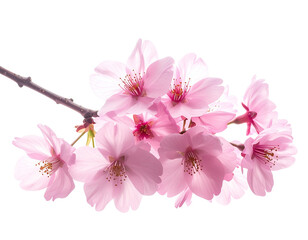 Naklejka premium Sakura Branch with Flowers, Side Angle, Isolated