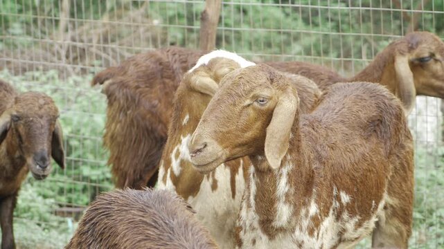 Vivid Gaze - Two Goats in a serene enclosure