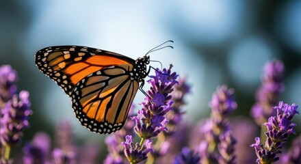Fototapeta premium Monarch butterfly rests on a vibrant purple lavender flower
