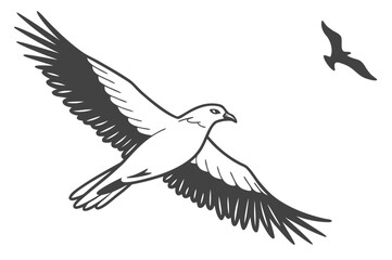 Flying Bird of Prey with White Body and Dark Wings Vector - Monochrome Graphic