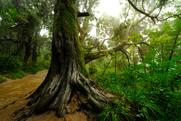 A large tree trunk with moss growing on it