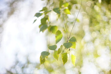 green leaves in the sun