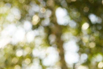 blurred green bokeh background © Omega