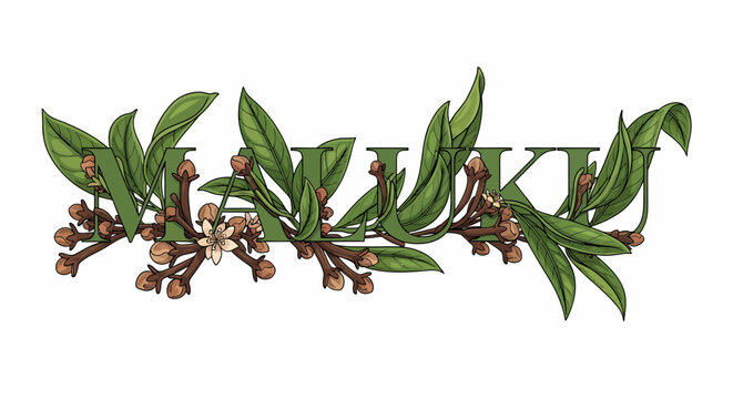 Botanical vector illustration featuring stylized text with clove buds and leaves