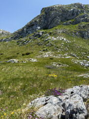 Vibrant wildflowers bloom across a lush, rocky mountain meadow under a clear blue sky in Montenegro's Durmitor National Park