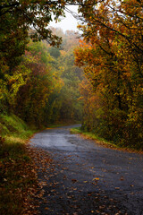 A scenic countryside road winds through vibrant fall foliage creating a tranquil atmosphere filled with seasonal colors and serenity.
