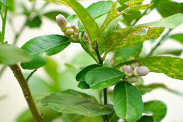 Close-up of lemon flower buds nestled in vibrant green foliage, capturing an early stage of bloom and the natural beauty of citrus plant growth.