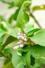Close-up of lemon flower buds nestled in vibrant green foliage, capturing an early stage of bloom and the natural beauty of citrus plant growth.