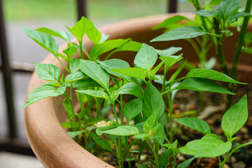 Close-up of vibrant green pepper plants growing in a brown plastic pot with soil and pebbles, placed outdoors on a balcony or patio garden.