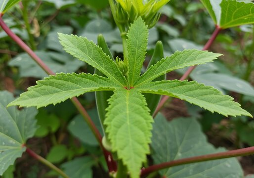 Close up of a vibrant green okra plant leaf in a garden.