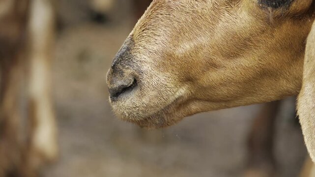 A Close-Up of a Goat's Nose - A Unique and Detailed Look