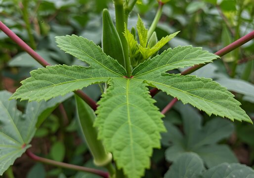 Okra Leaf" Images – Browse 677 Stock Photos, Vectors, and Video | Adobe  Stock