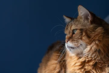 Wandcirkels Dierenarts Portrait of a Maine Coon lays comfortably against a deep blue backdrop while he intently stares away from the camera.  © DavidGillisDesign