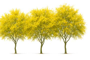 A collection of flowering frontal street trees of Parkinsonia aculeata (also known as palo verde, Mexican palo verde, Parkinsonia, and Jerusalem thorn) that are carefully carved cut out.