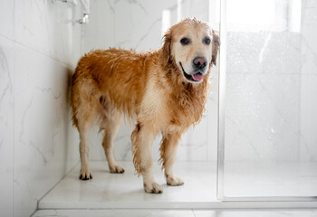 Wet Golden Retriever Dog