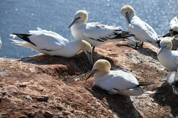 Die Klippen von Helgoland sind im Sommer das Brutgebiet unzähliger Blasstölpel
