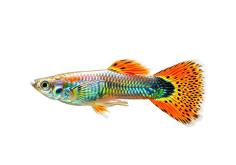 Fototapeta premium Colorful male guppy fish isolated on transparent background