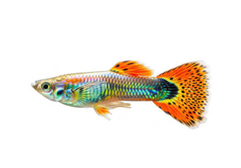 Colorful male guppy fish isolated on transparent background