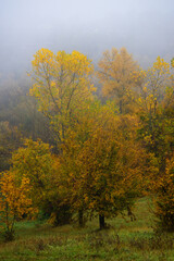 Soft fog covers a colorful autumn forest filled with golden trees creating a serene and peaceful seasonal landscape atmosphere.