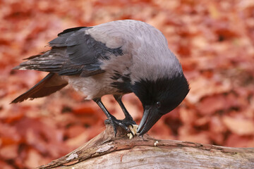 Hooded crow