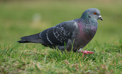 pigeon on the grass