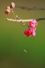 Euonymus with an insect