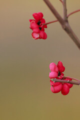 Euonymus