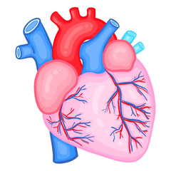Human Heart Anatomy Medical Illustration Full Color Cardiology Diagram