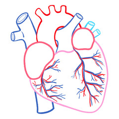 Human Heart Outline Diagram Circulatory Vessels and Artery Structure