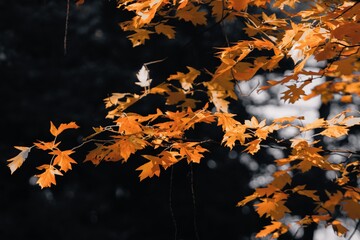 Golden autumn leaves on tree branches illuminated by soft sunlight against a dark blurred background, symbolizing the beauty and warmth of the fall season.
