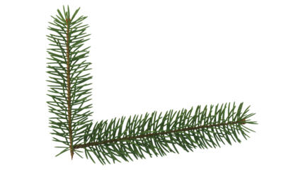 Vibrant green fir branch with delicate needles, perfect for festive holiday designs and nature-inspired projects
